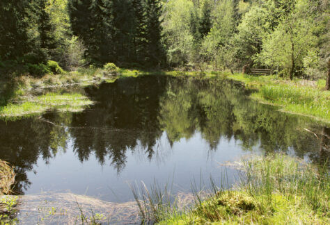 Weiher im Chlosterwald